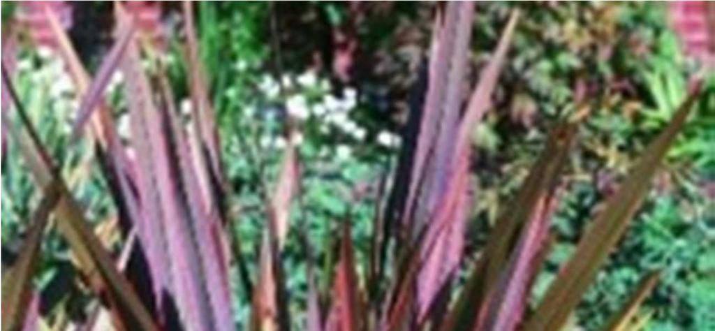 ATTACHMENT # 4: Sample Selection from Plant Palette Drought-Tolerant & Native Plants: *Note: plant selection will be