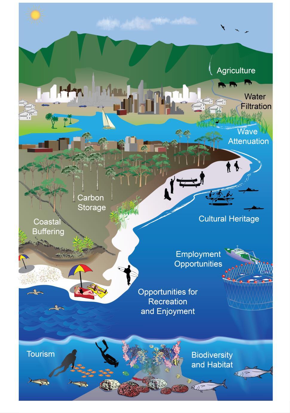 Additional Coastal Ecosystem Services Examples of benefits: Fisheries (recreational and commercial)