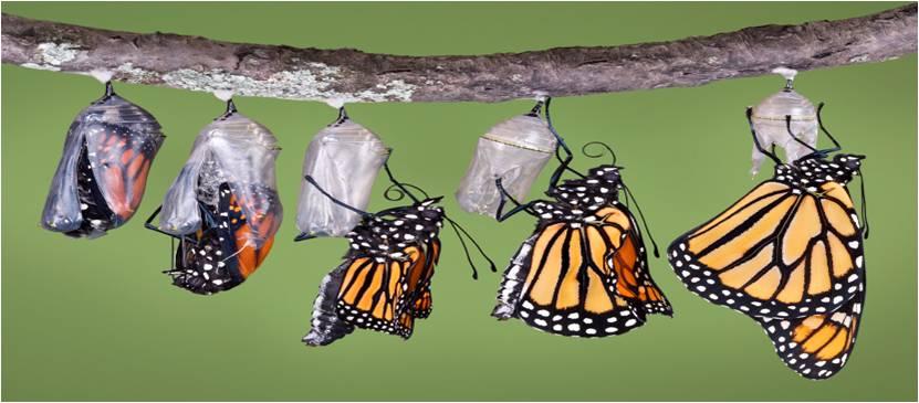How to reate a utterfly Garden Lexile 890L 1 utterflies are amazing creatures. They go through the process of metamorphosis, changing from wiggling caterpillars into beautiful winged insects.