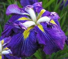 JAPANESE IRIS STARTER COLLECTION These Japanese Iris are some of our favorites for there