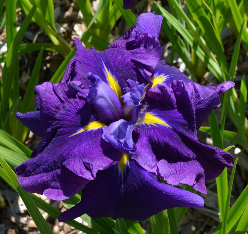 ) D., 40, 6, V. E. $20.00 Dark, midnight blue-violet petals with curled and ruffled margins.