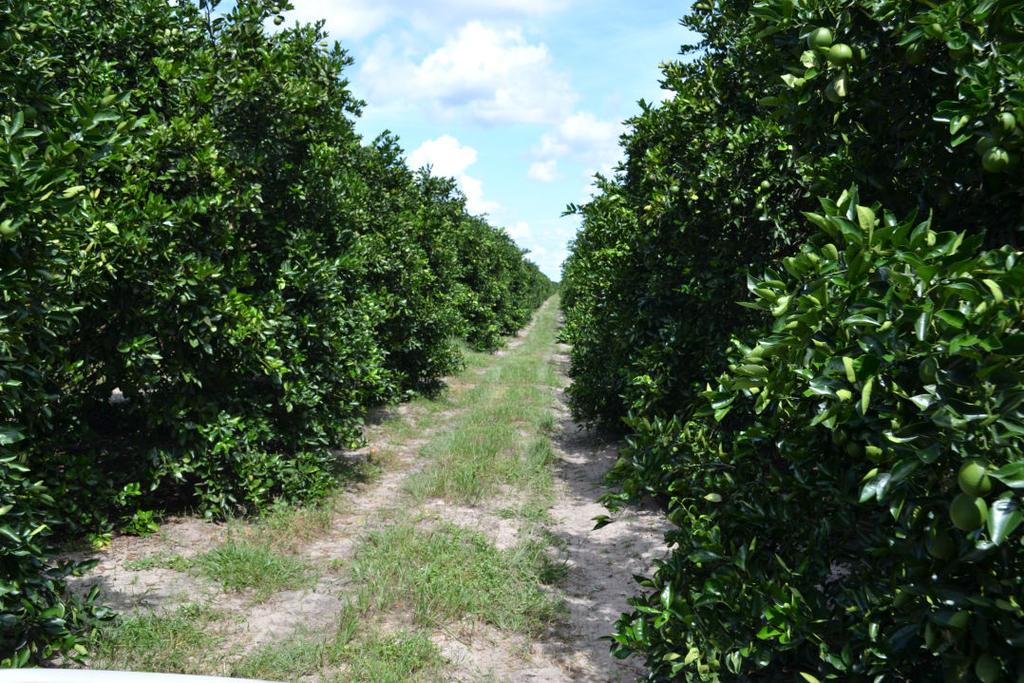 Overall Impression Arapaho Citrus Management, Inc. 13300 Okeechobee Road Fort Pierce, FL 34945 772-464-3391 PDSpyke@ArapahoCitrus.com The Latt Maxcy Group of Groves By Peter D.