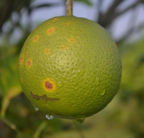 The original varieties are being maintained rather than converted to processed orange varieties, a good choice due to the higher internal quality of the fruit when grown under Flatwoods conditions.