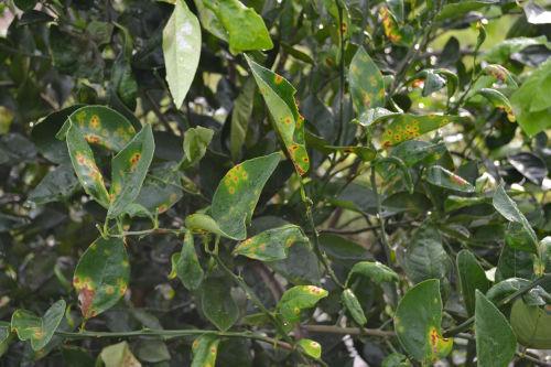 CBC can infect newlyexpanded citrus leaves just by coming into contact, but anything that wounds the leaf, with leaf miners being the predominant cause, will allow the bacteria to infest otherwise