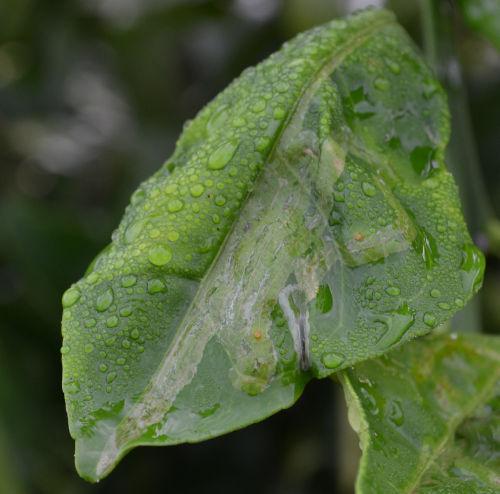 Therefore, two measures are the most important to keep CBC levels in processed oranges below economic levels, which are leaf miner control, and windbreaks.