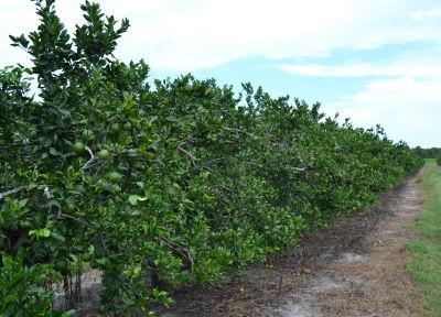 Heavy pruning, as in this test row, has shown to improve HLB recovery in severely infected trees. productivity.