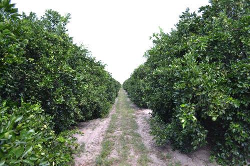 Even though many trees are infected with HLB bacteria, nutritional supplements and ACP control have allowed management to maintain the trees in a healthy, productive condition, such as these in the