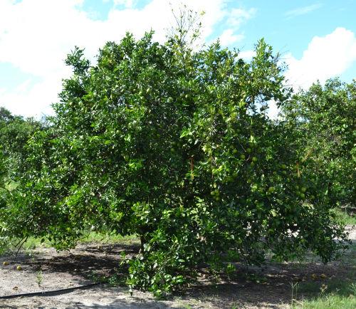 wholesome fruit for the processing industry and maintain good tree health even though the trees are infected with HLB. Eventually, research will find ways to combat HLB without external inputs.