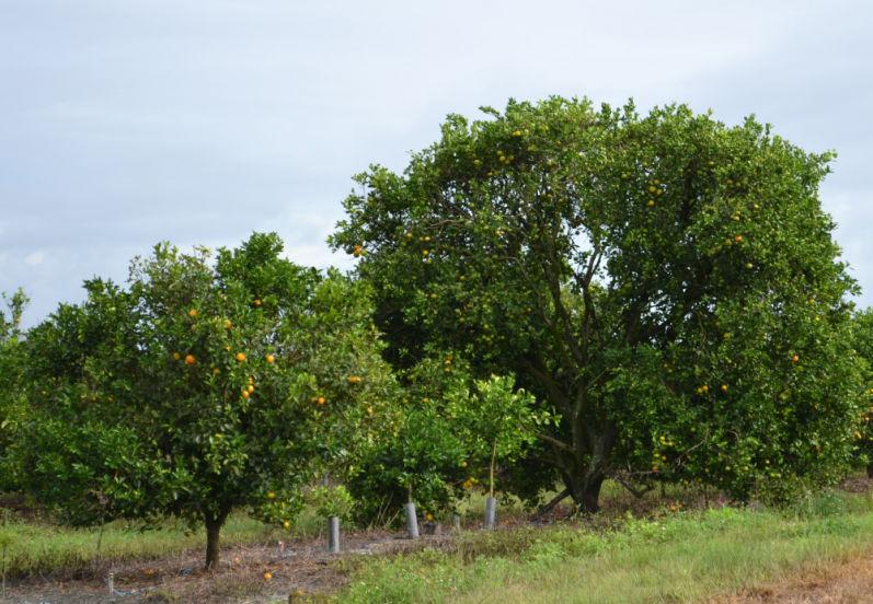 bearing efficiency, higher canopy coverage will result in more fruit. There are many alternatives available, including legacy stocks such as Rough Lemon, and new USDA hybrids.