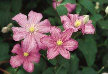 Comtesse De Bouchard Clematis Velvet rose-pink large flowers with yellow anthers. A profuse bloomer.