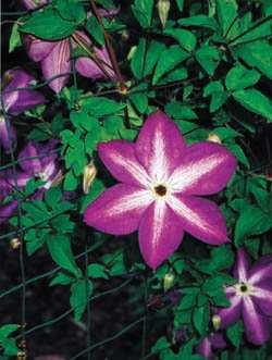 Call us at 207-327-1398 Venosa Violacea Clematis 4-5" flowers of white background with purple veins throughout, turning all purple