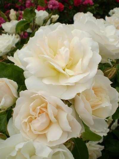 Easy Elegance Roses Changing your perception about growing roses, the Easy Elegance Roses make it easy for everyone to grow and maintain beautiful roses.