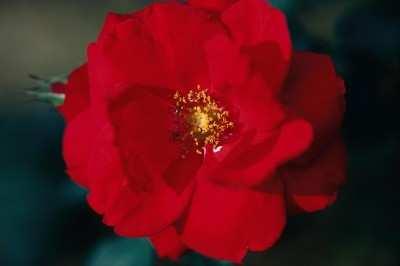 Climbing roses must be tied in Easy Elegance Ramblin Red Climber Medium red shrub rose Recurring 3-4 inch blooms, 35 petal ct.