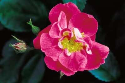 Very hardy, disease resistant with rich, true red blossoms. Own root. $16.99 Question? Call 207-327-1398 William Baffin Climbing Rose Height:8-10 feet Zone 3 Recurring deep pink double 2.
