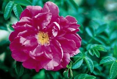 Purple Pavement Rose Height: 3 feet Zone 3 Recurring, semi double mauve 2.5-3 inch blooms. 12-16 petal count.