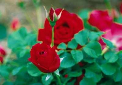 With the approach of autumn the intensely fragrant blooms are replaced by colorful dark red rose hips. Own root. $13.