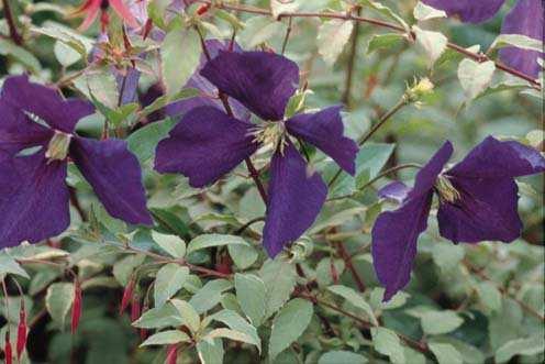 Jackamanii This is the best and most profuse Clematis of all times.