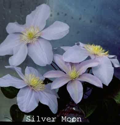 Mature height 14-20' (4-6m) Zone: 4-9 Silver Moon Mother of pearl with yellow