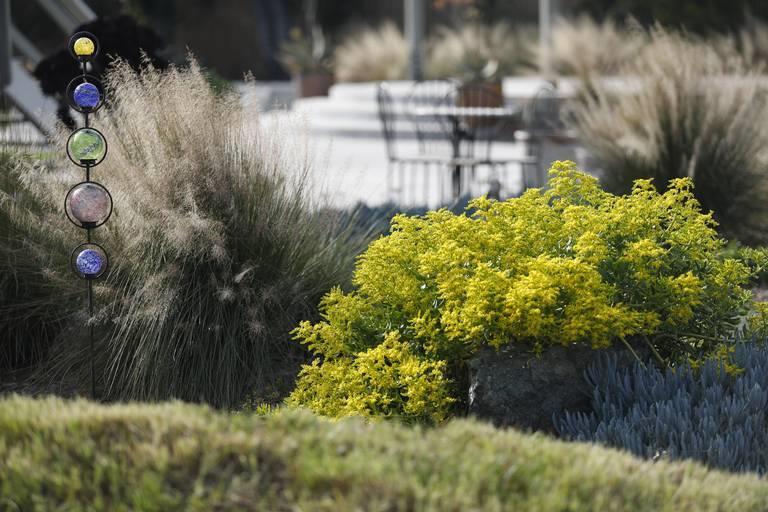 Bonnie Richan's Los Osos garden combines drought-tolerant plants