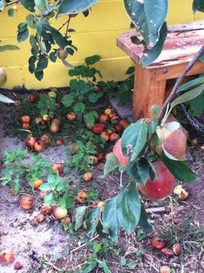 The problem In March, 2013, one of our Year 3 classes, Room 23 noticed that the fruit from the apple tree was falling on the ground and being wasted.