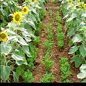 Intercrops provide shade and support to the other crop. 6.