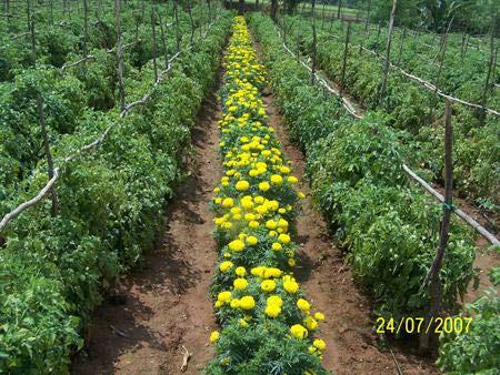 Saves the main crop from destruction by pests without the use