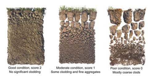 Determine Your Soil
