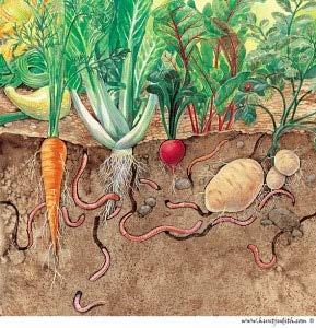 Understanding Your Soil Soil Fertility: Clay particles AND organic