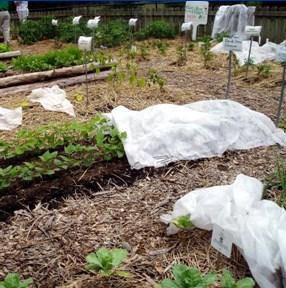 Row Covers to extend the season and protect fall and winter plants Row Covers are a light fabric that allows air and water to pass through, but keeps pests out and reduces wind intensity around