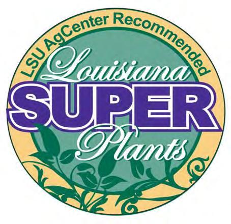 com/hammond Landscape News Articles (from Allen Owings and Rick Bogren) Care Now Improves Fall Roses August 8 http://www.lsuagcenter.
