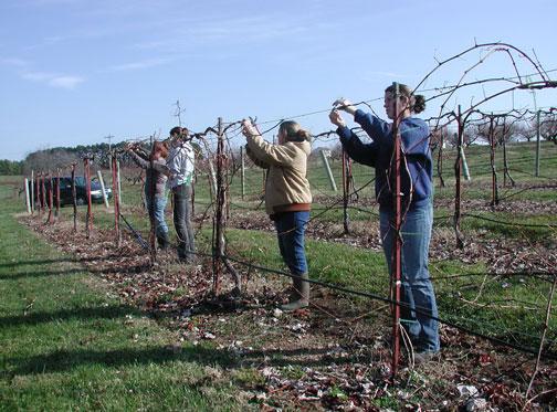 Pruning Grapes Establishment pruning Pruning mature