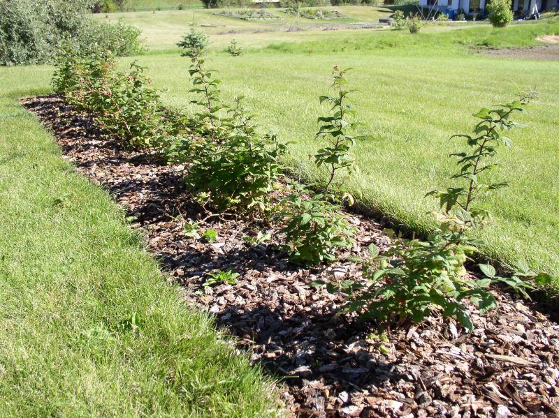 Why is weed control necessary? Eliminating perennial weeds before planting.