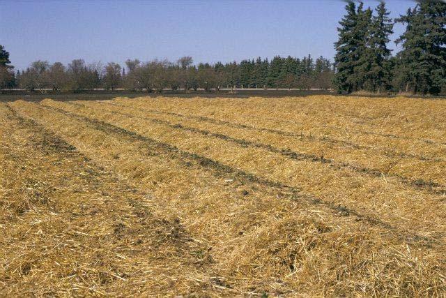 Wheat straw is most commonly used Oat and barley straw decompose too quickly. Goal: prevent desiccation of crown and hold snow in place.
