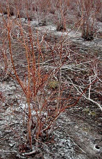 Pruning Blueberries Goals: Remove older less productive wood Direct growth into new wood which is