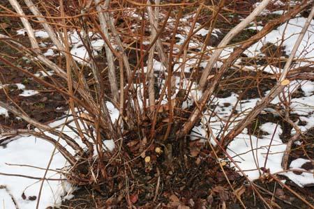 Pruning Blueberries On young plants, remove short, spindly branches close to ground.