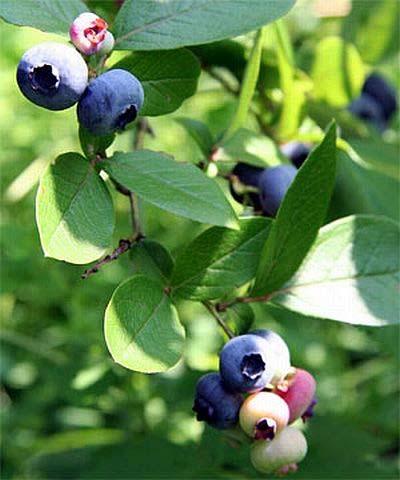 Fertilizing Blueberries 1st year 1 oz/plant 2nd & 3rd years 2 oz/plant 4th & 5th years 3 oz/plant 6th & 7th year 4 oz/plant 8th &