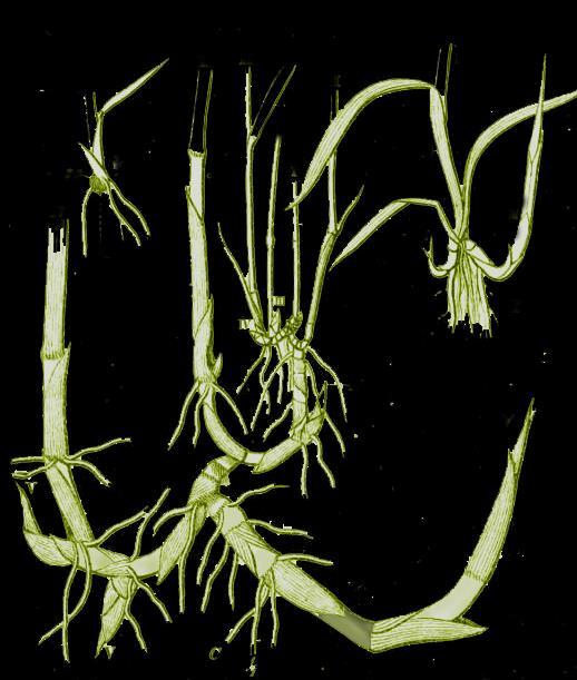 Root System Phragmites (Common Reed) Extensive root structure creates an environment for diverse and active microflora Microflora continually help to degrade the volatile solids Root structure