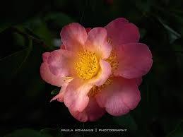 April Camellias for Raffle: Tickets are $1 each or 6 for $5 French Vanilla Drama Girl Demitasse Brushfield s