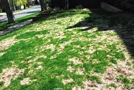 Snow Mold on Turfgrass Management Raking snow mold patches to loosen matted turf will help the turfgrass to recover more quickly.