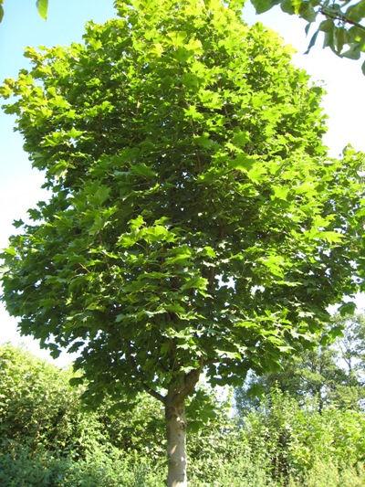 Norway Maple Acer platanoides Norway maple is an invasive species that was introduced from Eurasia, normally growing from southern Scandinavia to Iran.
