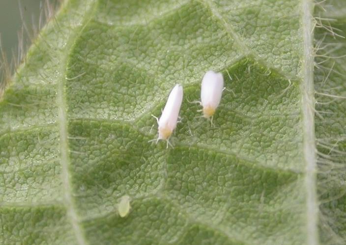 Thrips are an insect that is generally not regarded as being of great pest significance. These insects do benefit from hot, dry weather and may be of more importance than we had earlier considered.