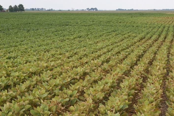 Spider mite damage in soybeans Whitefly adults and soybean aphid on soybean leaf Soybean defoliation Soybean defoliation can be observed throughout the growing season from emergence to harvest.