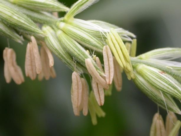 Check pollination in the field. Each potential kernel has a corresponding silk. About two days after pollination, the silk will detach from the developing kernel.