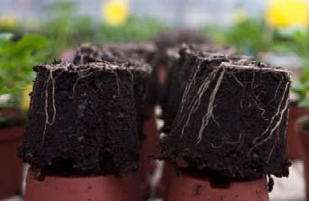 The root distribution in the upper and lower part of the pot was approximately 60% of the roots