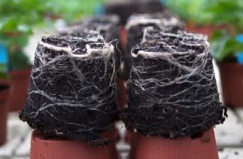 The distribution of roots in 10 cm pots measured as percentage of all roots for four cultivars