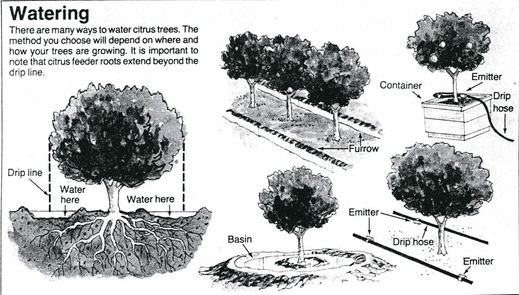 KEYS TO PROPER WATERING There is no one way to correctly water trees.