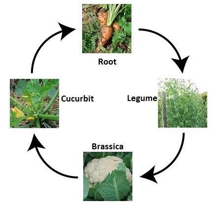 Crop rotation: Restore nutrients: if that host N-fixing bacteria are in the rotation Reduce pests: May