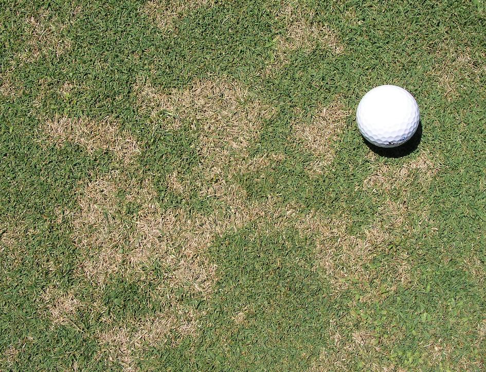 Dollar Spot Management Guidelines Adapted from USGA Green Section Record Vol.
