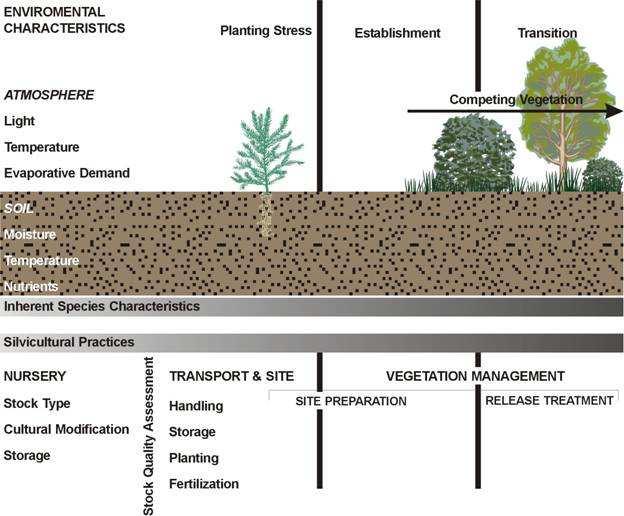 The Forest Regeneration Process Avoiding post-planting planting stress requires coupling of seedlings to the site.