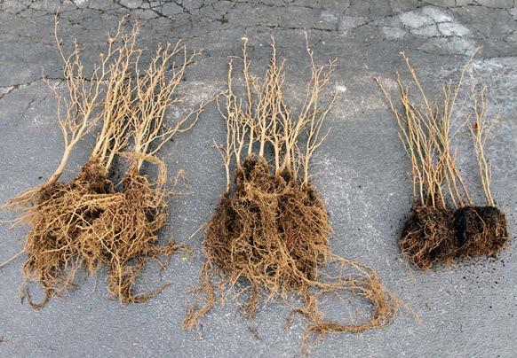 The graded seedlings were brought into the studio and root pruned. Long and heavy roots were immediately pruned short.